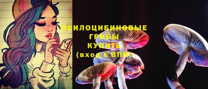 Псилоцибиновые грибы Psilocybe  Сосновка 